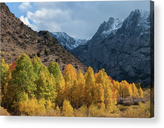 Trees Acrylic Print featuring the photograph Aspen Trees In Autumn by Jonathan Nguyen