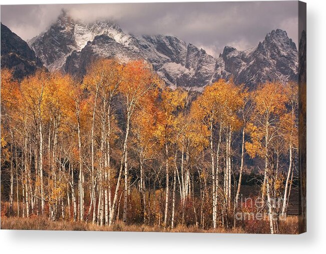 Grand Teton Acrylic Print featuring the photograph Aspen Trees With Autumn Colours, Grand Teton National Park, Wyoming USA by Philip Preston