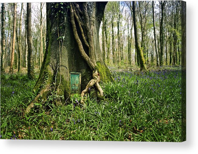 Dublin Acrylic Print featuring the photograph At home in the forest by Catherine MacBride