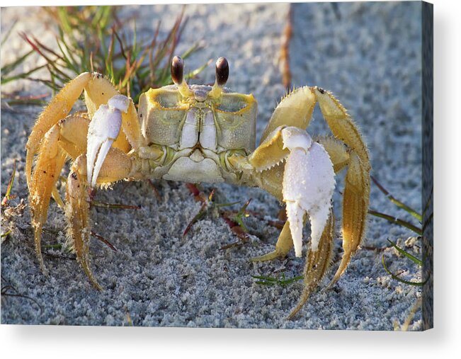 Animal Acrylic Print featuring the photograph Atlantic Ghost Crab by Dawna Moore Photography