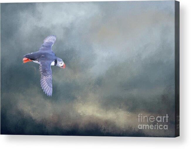 Atlantic Puffin Acrylic Print featuring the photograph Atlantic Puffin in Flight by Eva Lechner