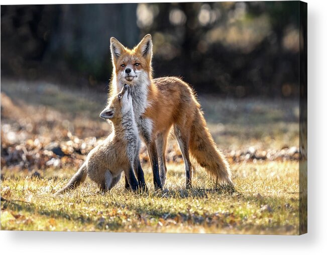 Fox Acrylic Print featuring the photograph Attention by James Overesch