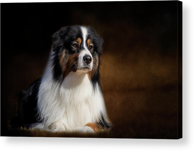 Australian Shepherd Acrylic Print featuring the photograph Australian Shepherd by Diana Andersen