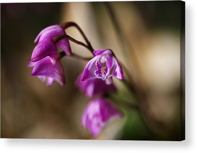 Dendrobium Acrylic Print featuring the photograph Australia's Native Orchid Small Dendrobium by Joy Watson