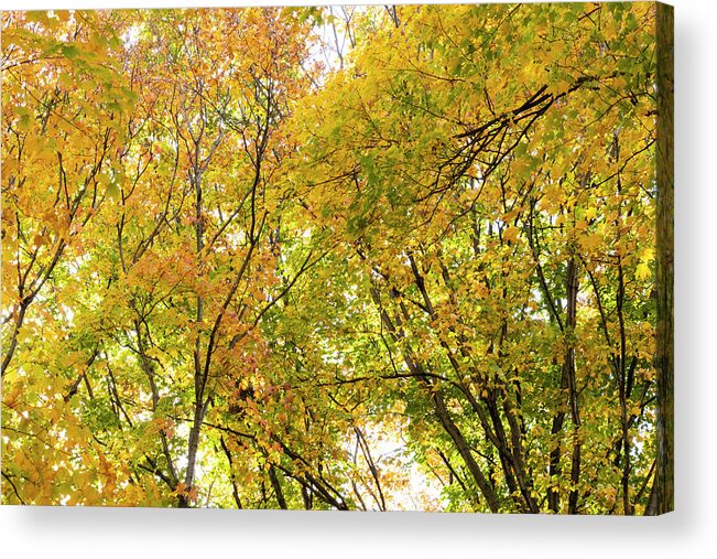 Autumn Awe Acrylic Print featuring the photograph Autumn Awe by Patty Colabuono