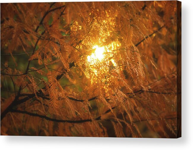 Autumn Acrylic Print featuring the photograph Autumn Bald Cypress at Sunset by Jason Fink