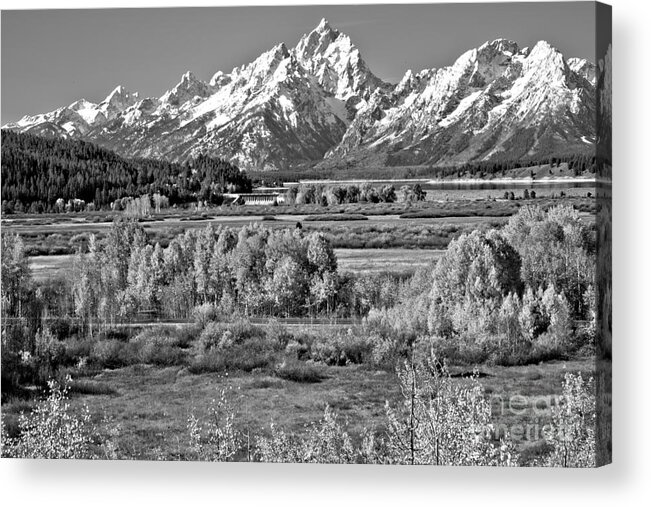 Teton Acrylic Print featuring the photograph Autumn Clusters Under The Tetons Black And White by Adam Jewell