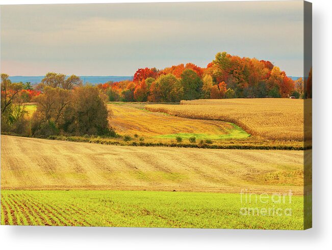Agriculture Acrylic Print featuring the photograph Autumn Farmland by Charline Xia