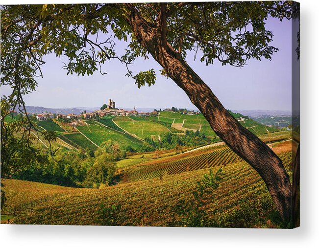 Vineyards Acrylic Print featuring the photograph Autumn in Langhe, Vineyards and a tree. Italy by Stefano Orazzini