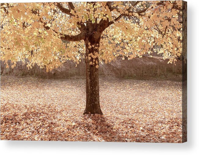Carolina Acrylic Print featuring the photograph Autumn is Country Golden by Debra and Dave Vanderlaan