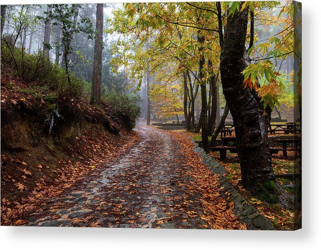 Autumn Acrylic Print featuring the photograph Autumn landscape with trees and Autumn leaves on the ground after rain by Michalakis Ppalis