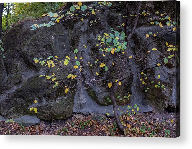 Rain Acrylic Print featuring the photograph Autumn Leaves 7 by Dubi Roman