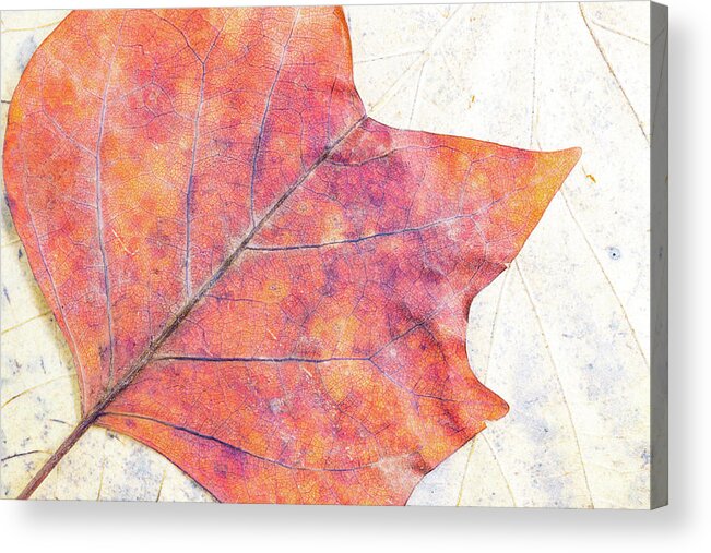 Autumn Acrylic Print featuring the photograph Autumn leaves composition by Viktor Wallon-Hars