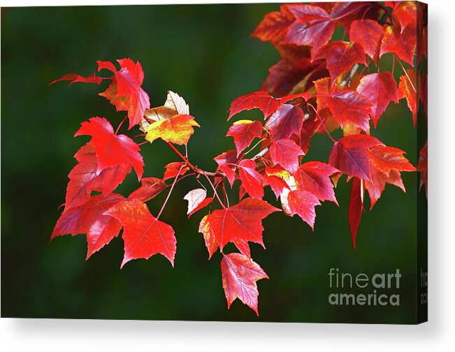  Autumn Acrylic Print featuring the photograph Autumn Leaves by Rodney Campbell