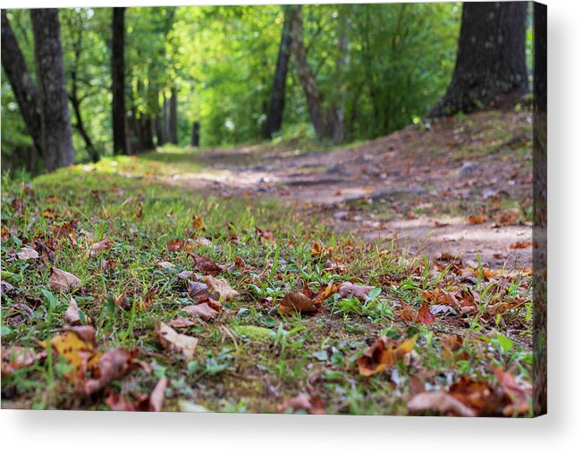 Forest Acrylic Print featuring the photograph Autumn on the Trail by Amelia Pearn