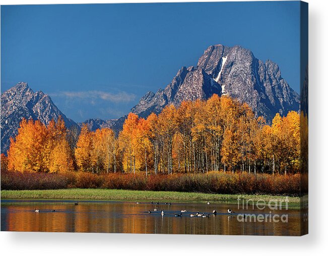 Dave Welling Acrylic Print featuring the photograph Autumn Oxbow Bend Grand Tetons National Park Wyoming by Dave Welling