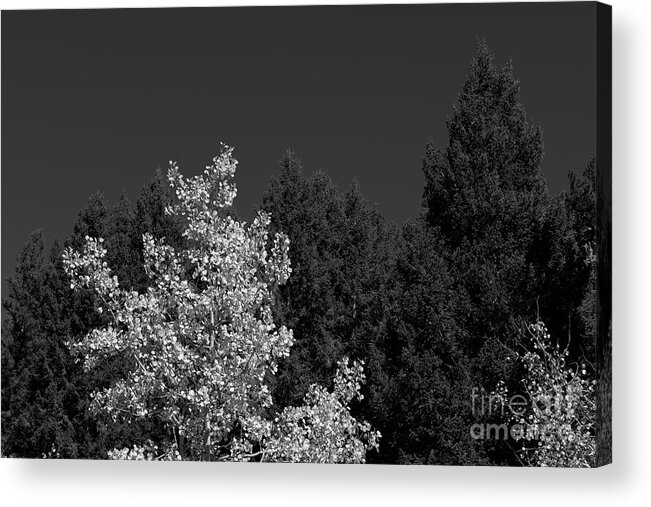 Tree Acrylic Print featuring the photograph Autumn Splendor in BW by Kae Cheatham