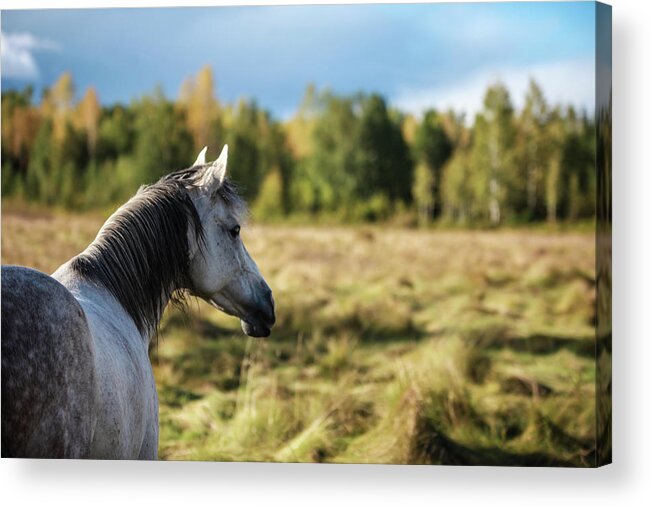 Horse Acrylic Print featuring the photograph Autumn Splendour by Listen To Your Horse