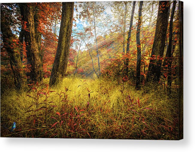 Carolina Acrylic Print featuring the photograph Autumn Sunbeams by Debra and Dave Vanderlaan