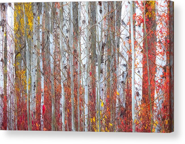 Fall Colors Acrylic Print featuring the photograph Autumnly by Ryan Smith