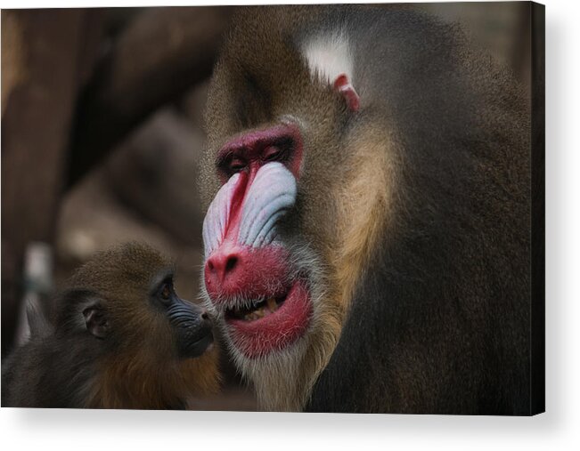 Animal Themes Acrylic Print featuring the photograph Baboons by Adriano Ficarelli