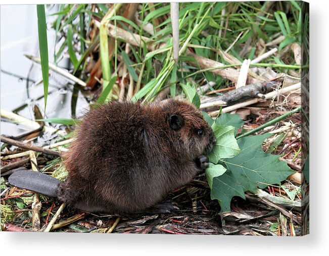 Beavers Acrylic Print featuring the photograph Baby Beaver Eating a Maple Leaf by Peggy Collins