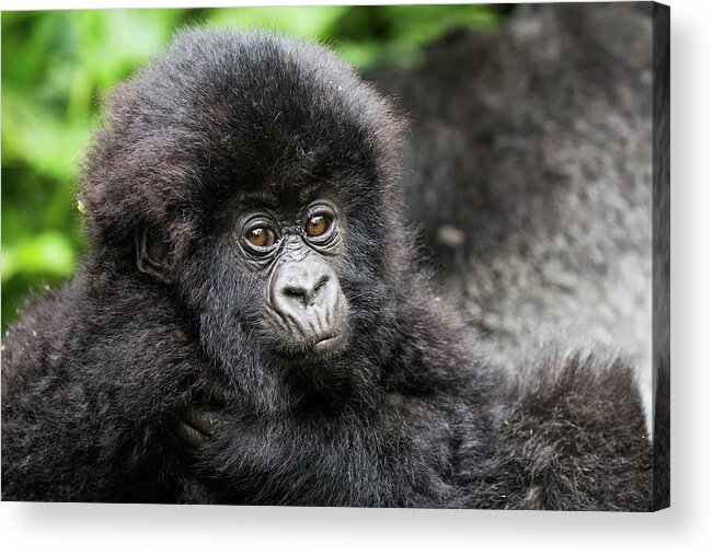Africa Acrylic Print featuring the photograph Baby Gorilla by Brooke Reynolds