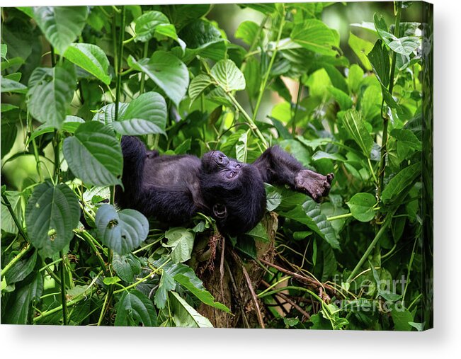 Gorilla Acrylic Print featuring the photograph Baby gorilla by Jane Rix