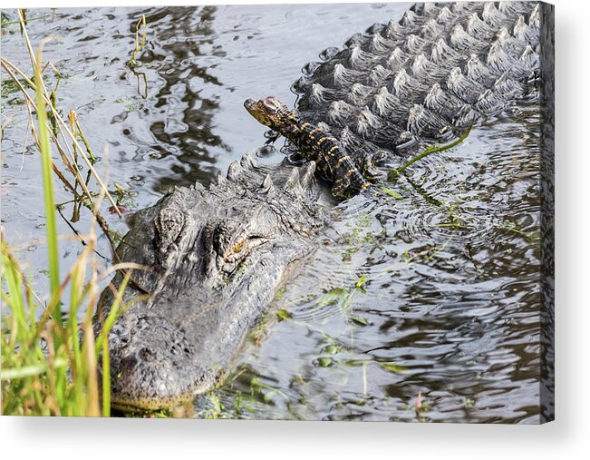  Acrylic Print featuring the photograph Baby Mama by Jim Miller