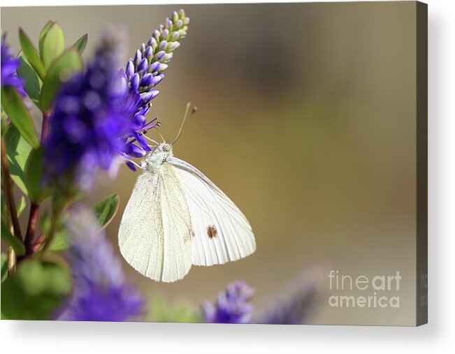 Cabbage White Acrylic Print featuring the photograph Backyard Cabbage White Butterfly by Nancy Gleason
