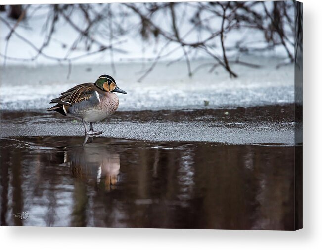 Baikal Teal Acrylic Print featuring the photograph Baikal Teal a rare visitor in Sweden by Torbjorn Swenelius