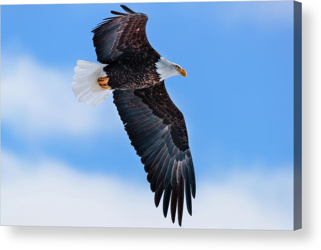 Canada Acrylic Print featuring the photograph Bald eagle in winter sky by Murray Rudd