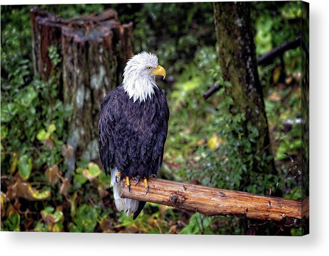 Wild Bird Acrylic Print featuring the mixed media Bald Eagle is posing for the camera by Pheasant Run Gallery