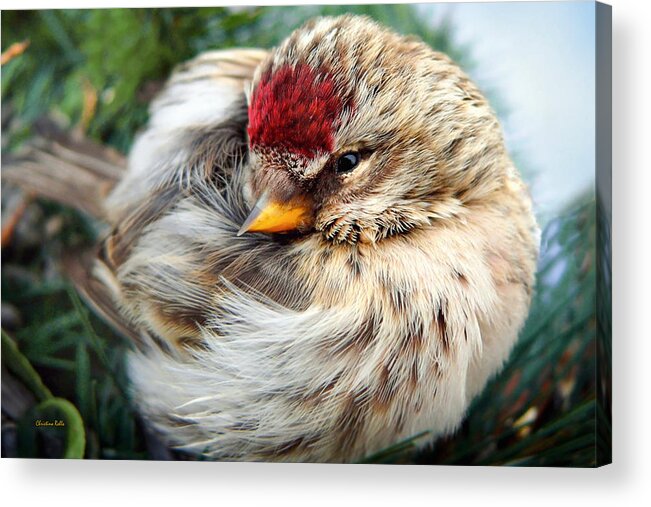 Bird Acrylic Print featuring the photograph Ball of Feathers by Christina Rollo