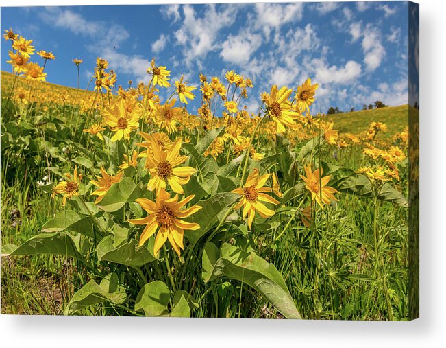 Balsam Acrylic Print featuring the photograph Balsam Blooms by Jack Bell