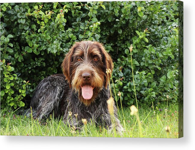 Dog Acrylic Print featuring the photograph Barbu tcheque typical for czech republic lying in shadow during hot summer days. Female dog with tongue out is looking at camera. Outdoor activities. Tired after hunting. Happy expression by Vaclav Sonnek