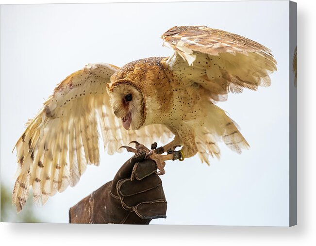 Bird Acrylic Print featuring the photograph Barn Owl-1 by John Kirkland