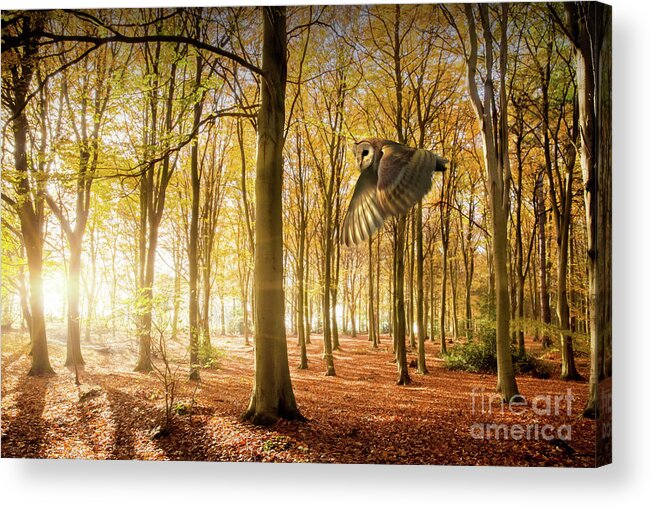Autumn Acrylic Print featuring the photograph Barn owl flying in autumn woodland by Simon Bratt