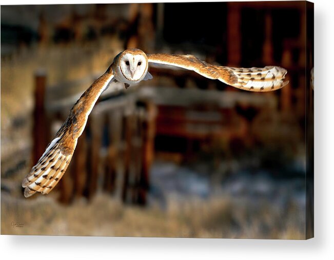 Barn Owls Acrylic Print featuring the photograph Barn Owl Incoming by Judi Dressler