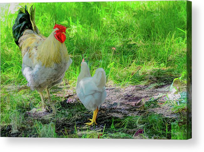 Chicken Acrylic Print featuring the photograph Barnyard Chatter by Marcy Wielfaert