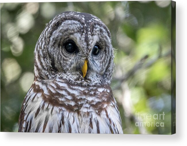 Owl. Barred Owl Acrylic Print featuring the photograph Barred Owl Eyes by Tom Claud