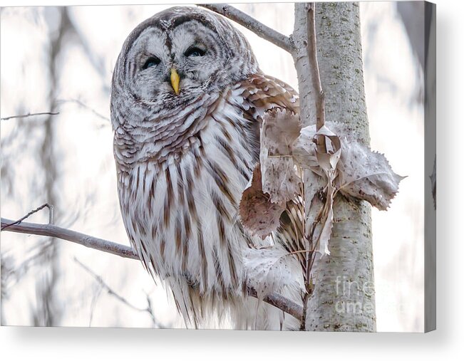 Barred Owl Acrylic Print featuring the photograph Barred Owl Winking Look by Charline Xia