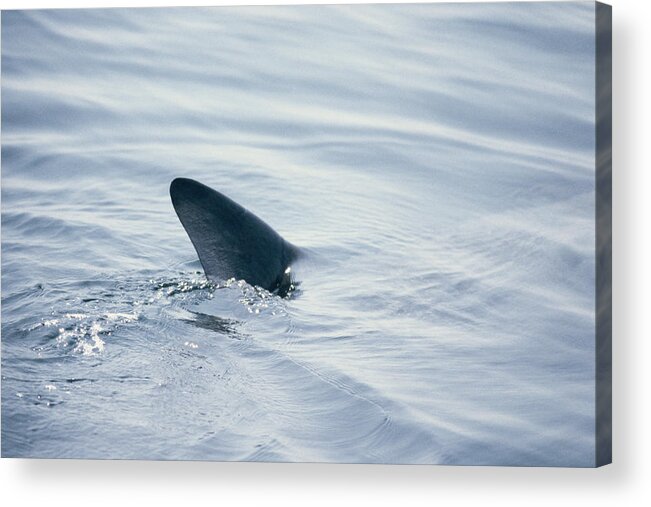 Animals In The Wild Acrylic Print featuring the photograph Basking shark (Cetorhinus maximus) dorsal fin cutting surface by Jeff Rotman