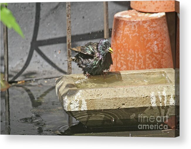 Wildlife Acrylic Print featuring the photograph Bath Time by Patricia Youngquist