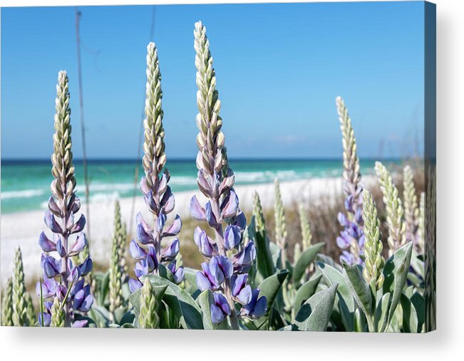 Sowal Acrylic Print featuring the photograph Beach Lupine Towers by Kurt Lischka