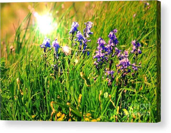 Bluebells Acrylic Print featuring the photograph Beams On Bluebells by Kimberly Furey