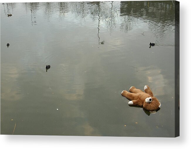 Animal Themes Acrylic Print featuring the photograph Bear, abandoned by Rob Koenen