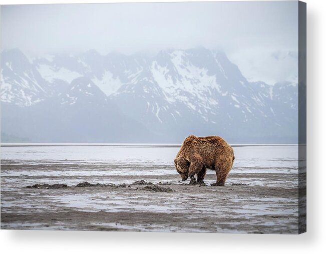 (ursus Arctos) Acrylic Print featuring the photograph Bear Flats by James Capo