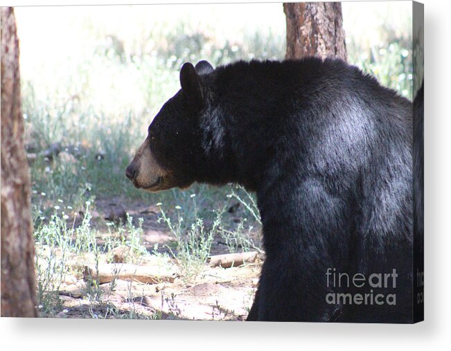Black Bear Acrylic Print featuring the photograph Bear in Thought by Colleen Cornelius