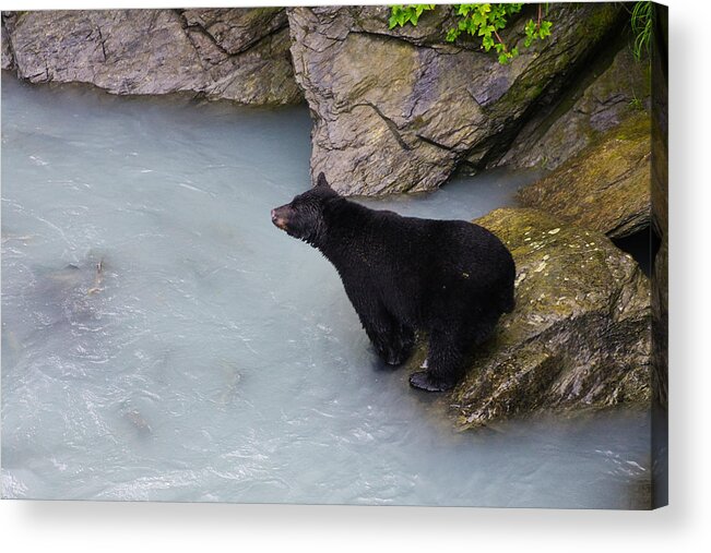 Bear Acrylic Print featuring the photograph Bearly Fishing II by Steph Gabler